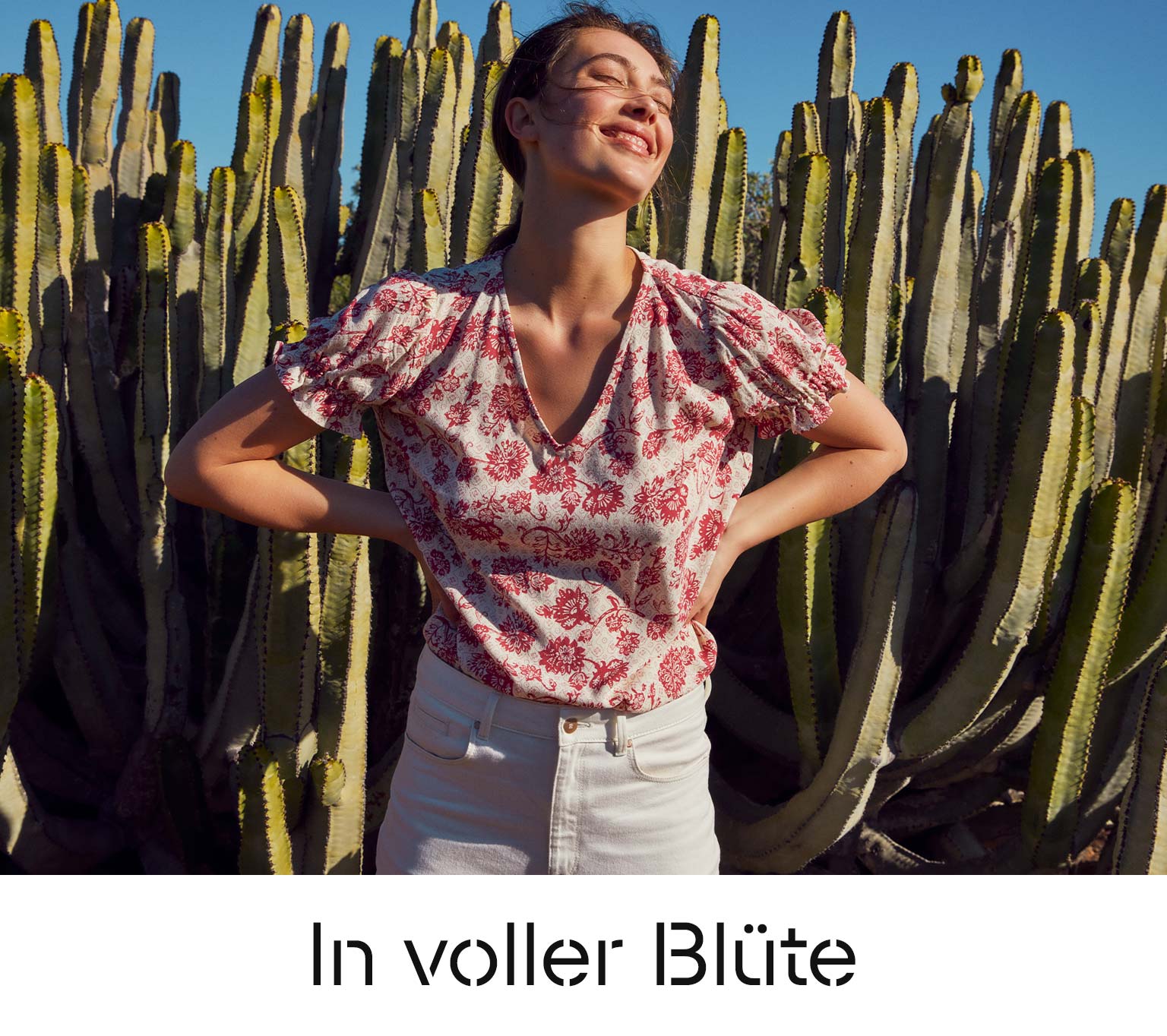 In voller Blüte